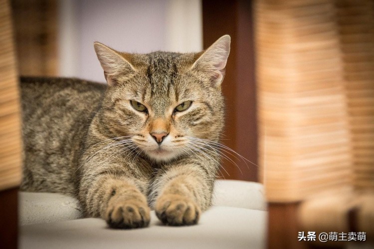 刚养小猫的你关于宠物猫咪驱虫的那些事你都会了吗