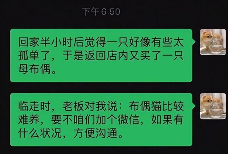 我大学同学脑子被驴踢了养了70只布偶猫！