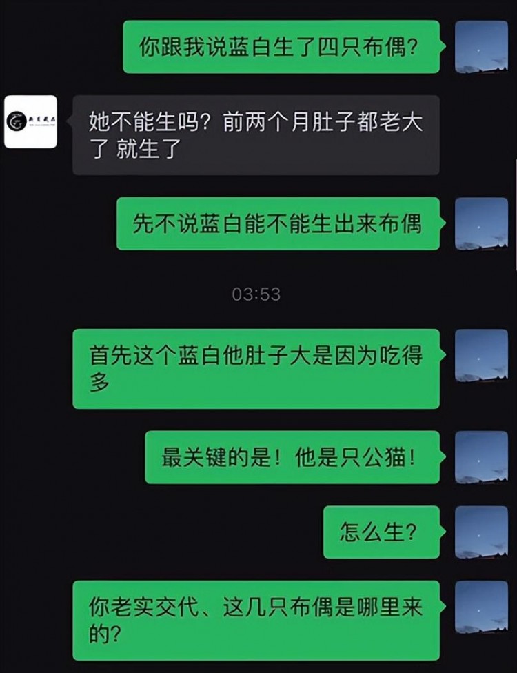 我大学同学脑子被驴踢了养了70只布偶猫！