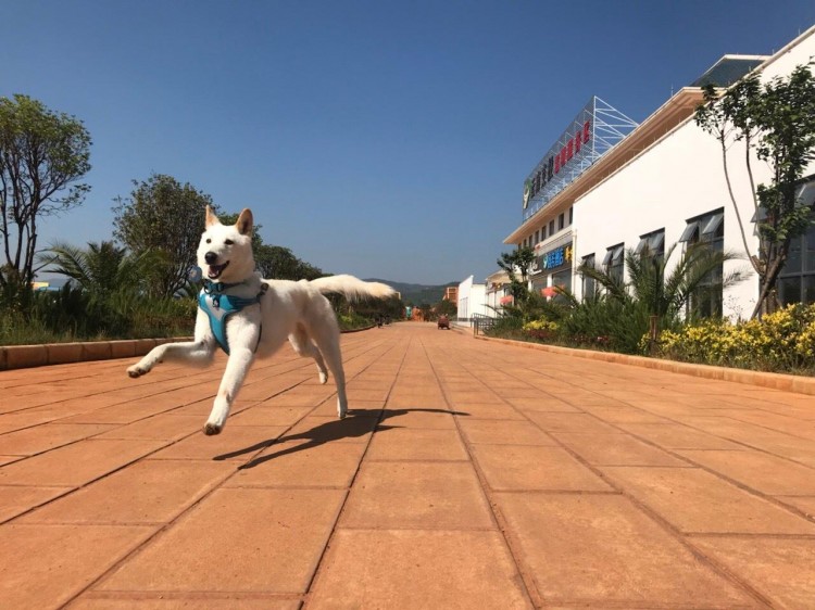 田园犬超重无法托运姐姐开车带着土狗跨越三省去旅游狗生赢家