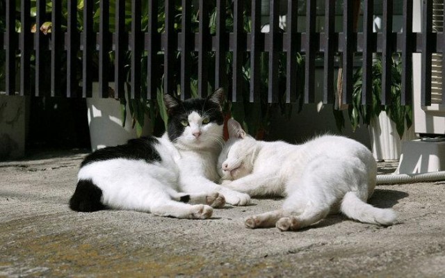 土猫和宠物猫有哪些区别这几点过分真实了