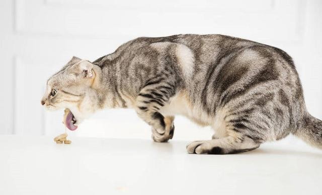 猫呕吐的几个原因，宠物主要是仔细调查发现问题所在