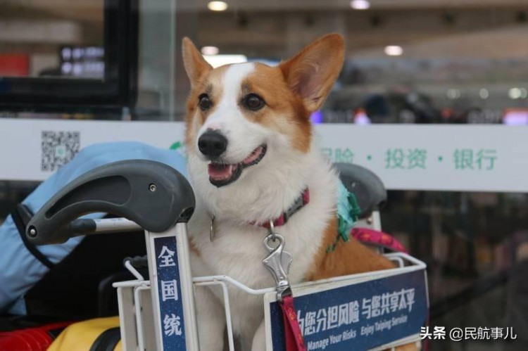 三亚机场顺利完成首架宠物客舱包机运输任务