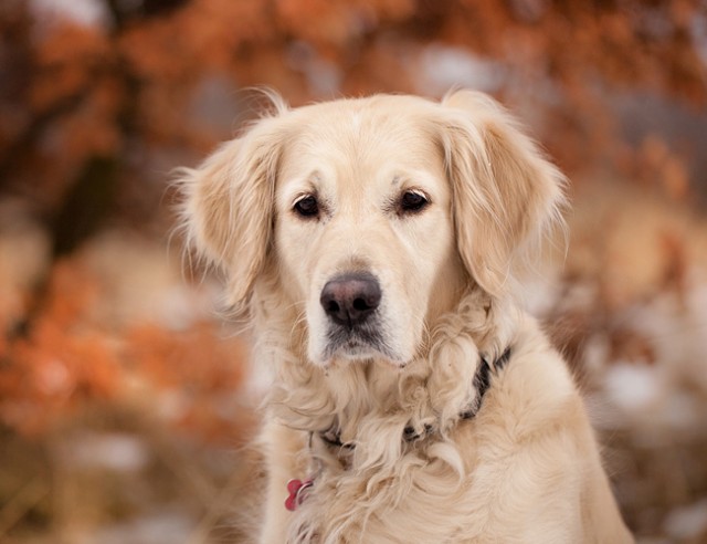 犬种百科之金毛巡回猎犬