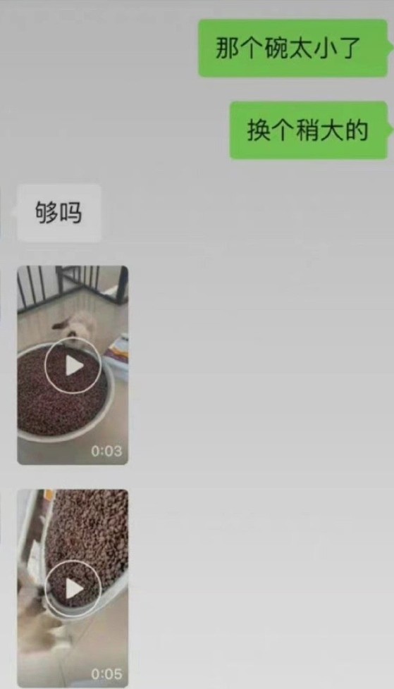 当猫主人的爸爸喂猫咪时猫咪：这是最后一顿了吗