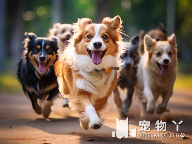 CKU犬舍直营，宠物活体购宠中心，为什么宠物爱好者都选择来这里？